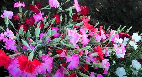 Carnation Grenadine (photo): cultivation in the open field and on the ...
