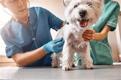 Comprehensive Physical Exams Bay Country Veterinary Hospital