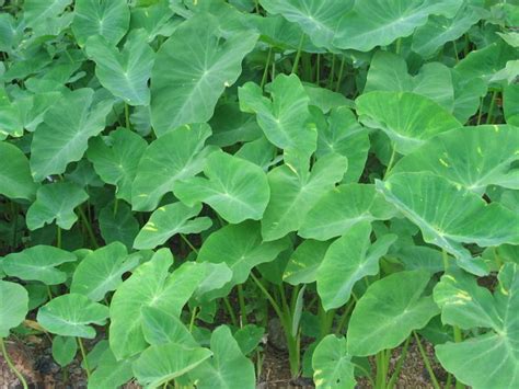 Colocasia Esculenta Araceae Wild Type Color Figure Online