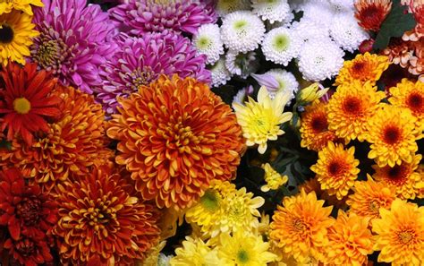 15 Types of Chrysanthemum to Add Beautiful Fall Blooms to Your Garden