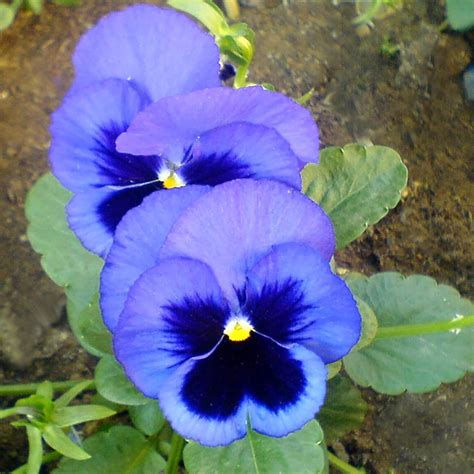 Amazon Blue Pansy Seeds Deer Resistant Fragrant Perennial Low