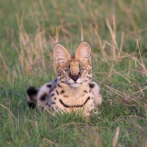 Animal life in Serengeti National Park - Information about predators ...