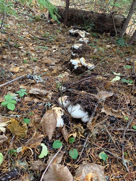 American Matsutake: Identification, Foraging, and Concerns - Mushroom ...