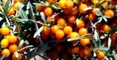 Цервикална лордоза | mkd.koshachek.com
