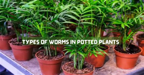 Types Of Worms In Potted Plants Signs And Control