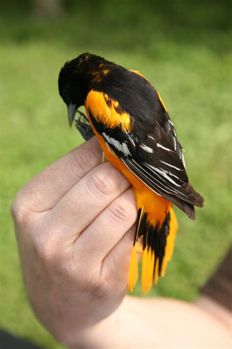 Supporting Gifts to the Center | Grange Insurance Audubon Center