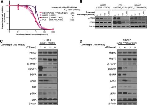 Figure From Egfr Exon Insertion Mutations Display Sensitivity To