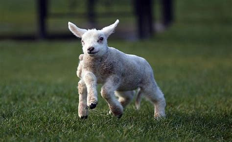Anak Kambing Berkepala Mirip Babi Bikin Heboh Warga Sekampung