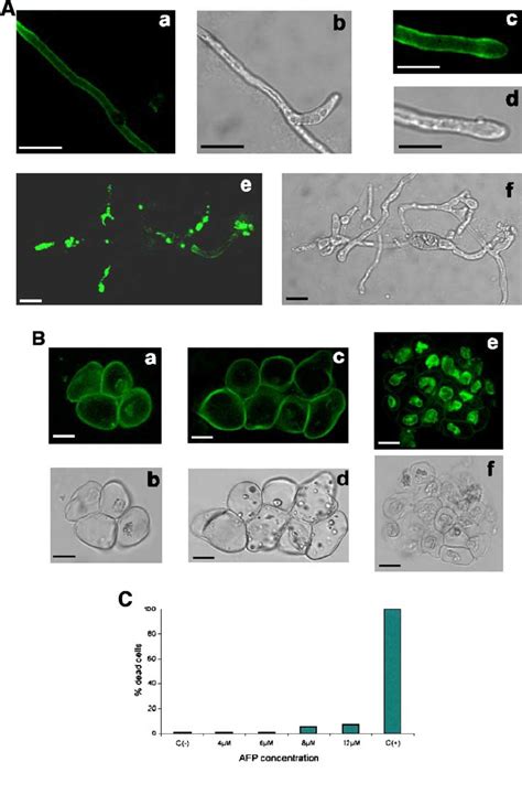 Membrane Permeabilization Induced By Afp In M Grisea Cells