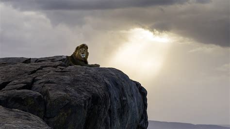 Lion Is Sitting On Rock With Background Of Clouds Hd Lion Wallpapers