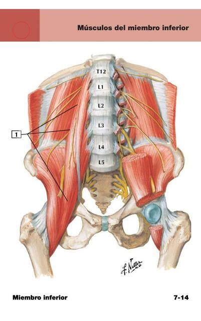 Netter Flashcards De Anatom A M Sculos Miembro Inferior Lia Udocz