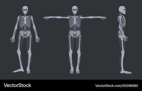 Human skeleton x-ray detailed radiology full-body Vector Image