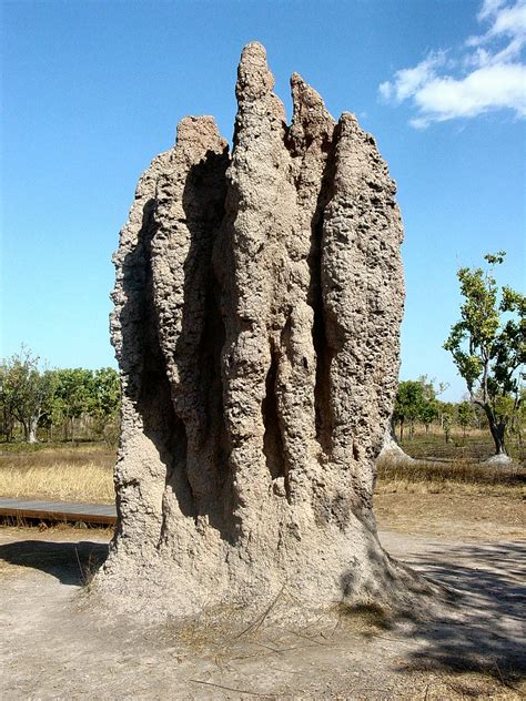 Termite Mounds - WriteWork