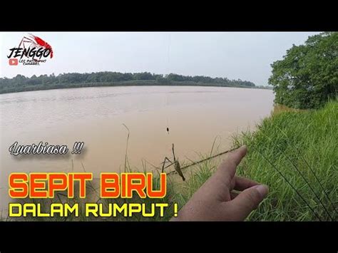 Memancing Udang Galah Sungai Kelantan Sepit Biru Main Dalam Rumput