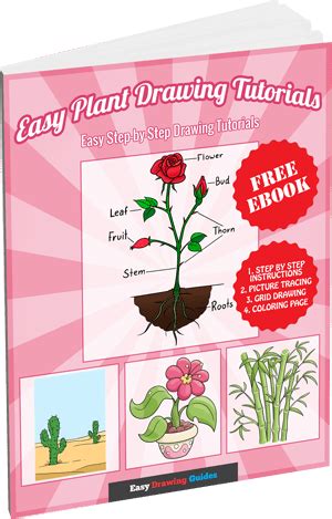 Easy Plant Drawing Tutorials - Easy Drawing Guides