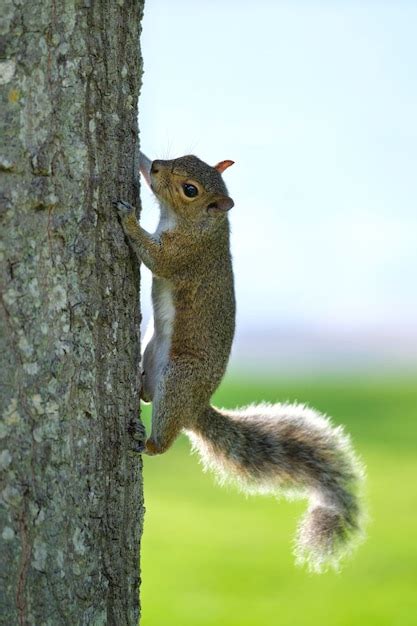 premium photo beautiful wild gray squirrel climbing tree trunk