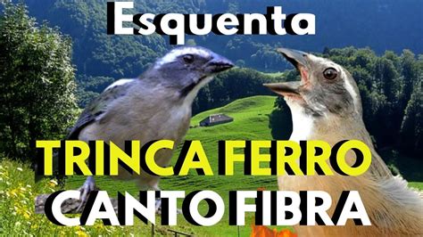 Esse Trinca Ferro Cantando Fibra Para Esquentar Canto De Trinca