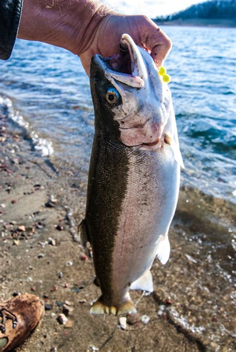 Litton S Fishing Lines 6 9 Pound Rainbow Trout Round Valley Reservoir