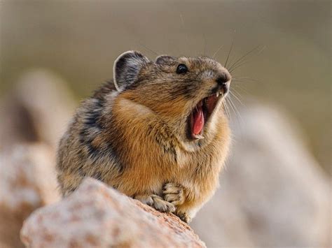 fun facts  american pika mountain dwellers artofit