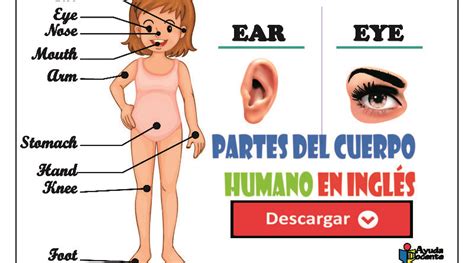 Partes Del Cuerpo En Ingles Fichas Educativas Ayuda Docente