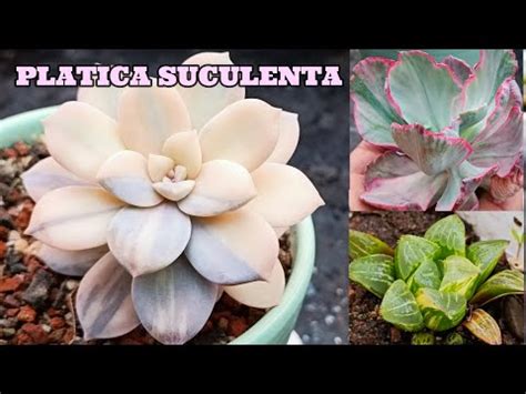 Descubre La Belleza De Las Plantas Suculentas Y El Cactus Yuyo C Ctus