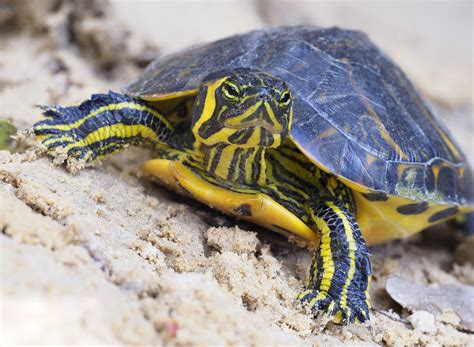 Confira espécies de tartaruga de água doce e dicas de criação Guia