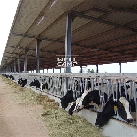 Top Quality Light Steel Structure Cowshed Low Cost In Wellcamp