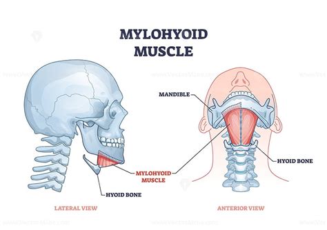 Stylohyoid Muscle Labeled