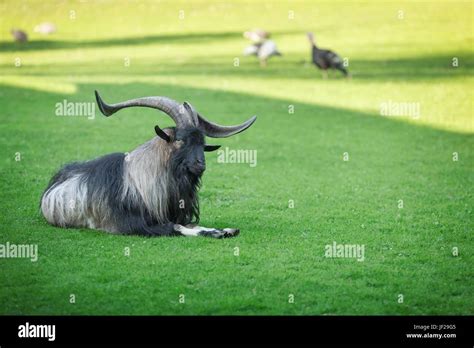 Goats On The Goat Farm Stock Photo Alamy