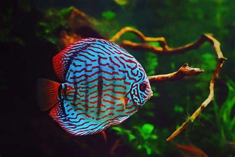 Estos son los peces más bonitos y llamativos para tu acuario