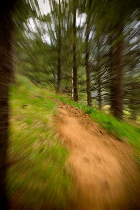 Forest zoom backgrounds - alaskafrosd