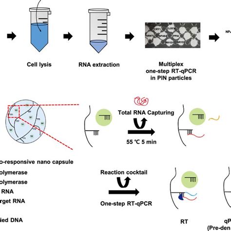 Multiplex Spike In One Step Rt Qpcr Assay For Various Genes And Their