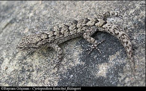 An Adult Kotschy S Gecko Cyrtopodion Kotschyi Fitzingeri From The Old