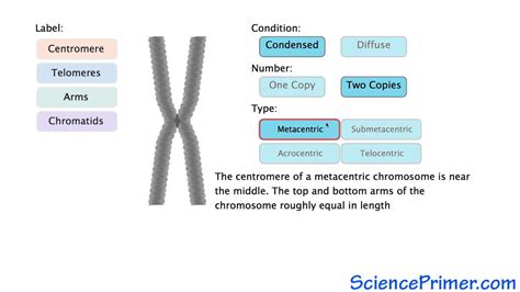 Chromosome Structure