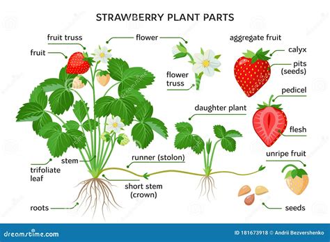 Ilustración De Partes De La Planta Morfología De La Planta Fresa Del