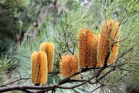 Short And Sweet Meet The Dwarf Banksia Greener Spaces Better Places