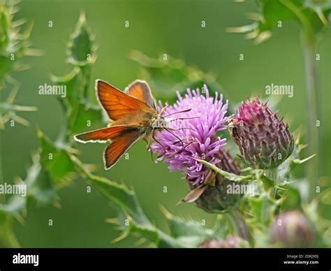 Female Small Skipper Butterfly Thymelicus Sylvestris Feeding On