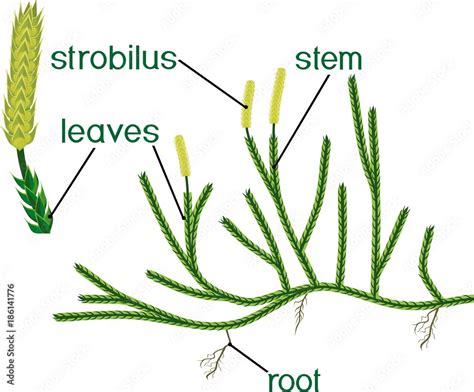 Parts Of Plant Structure Of Clubmoss Or Lycopodium Running Clubmoss