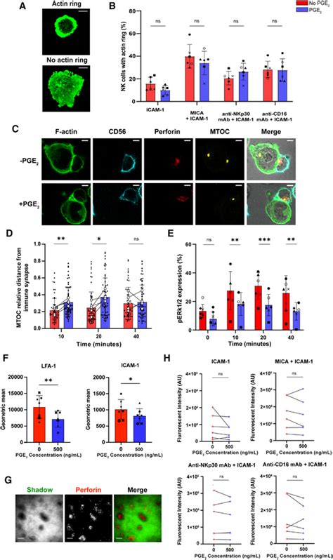 PGE₂ inhibits NK cell MTOC polarization and ERK1 2 phosphorylation A