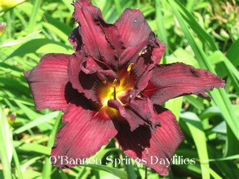 Daylily Hemerocallis Ethel Wilcox In The Daylilies Database