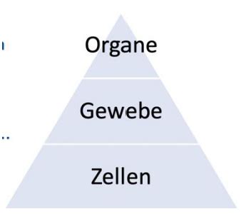 Botanik Vl Histologie Karteikarten Quizlet