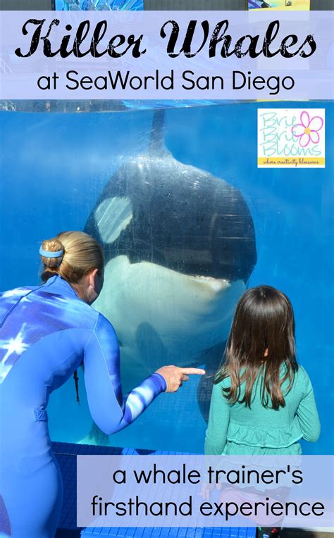 Dine With Shamu Seaworld San Diego Gourmet Dining While Learning About