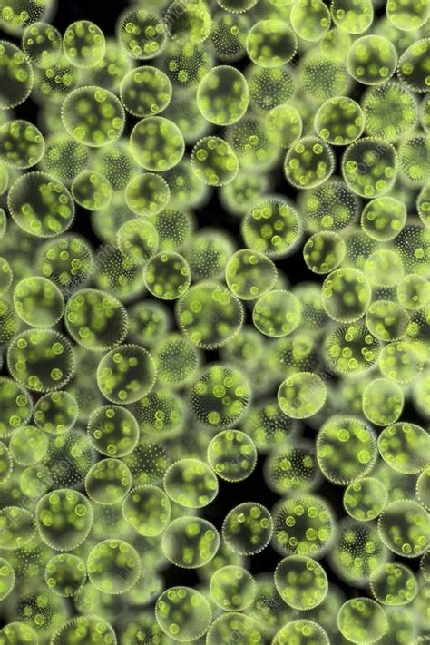 Volvox Green Algae Light Micrograph Stock Image C0281376