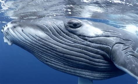 An Underwater Photographer Captures Photos Of Whales That You’ve Never ...