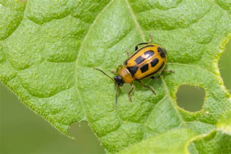 10 Bugs And Insects That Eat Bean Seedlings Repel Them Pest Pointers