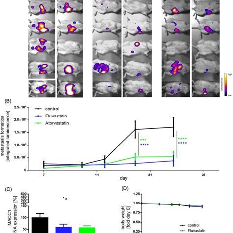 Statin Treatment Decreases Tumour Burden And Metastasis Formation In