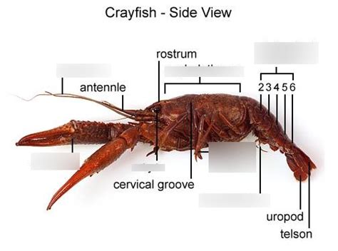 Crayfish Dissection Diagram Quizlet