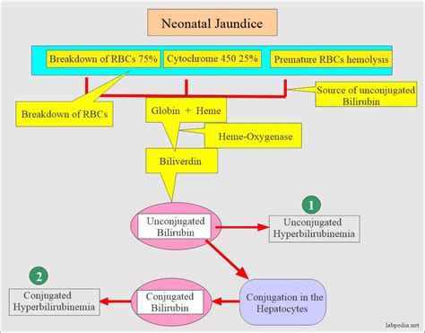 Hyperbilirubinemia In Neonates Hot Sex Picture