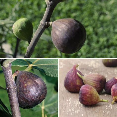 Cold Hardy Fig Collection Stark Bro’s