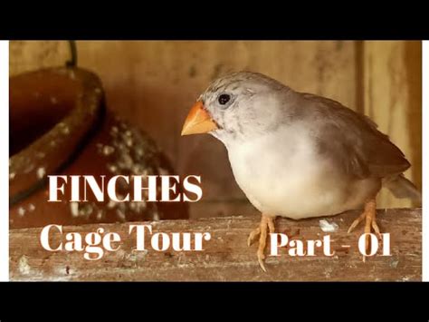 Finches Cage Tour Colony Breeding In Wooden Partition Cage Jumbo